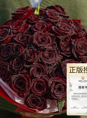 天狼月季黑巴克网红切花玫瑰暗红色丝绒质感杂交茶香月季