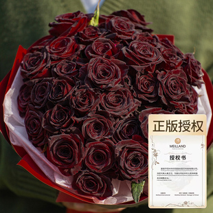 天狼月季 黑巴克网红切花玫瑰暗红色丝绒质感杂交茶香月季