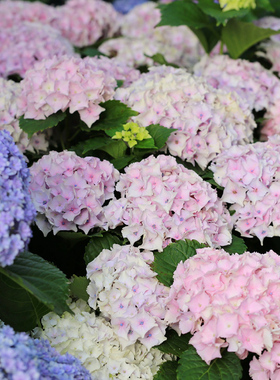 天狼绣球盆栽苗庭院阳台易养大花观花植物花卉无尽夏安妮公主佳澄