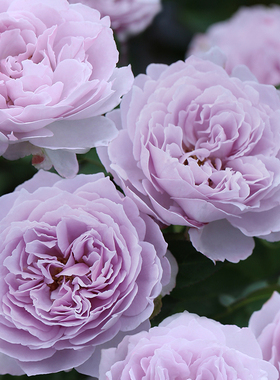 天狼月季空蒙楼顶紧凑直立灌木盆栽国产自育耐热包子型蓝紫色花卉