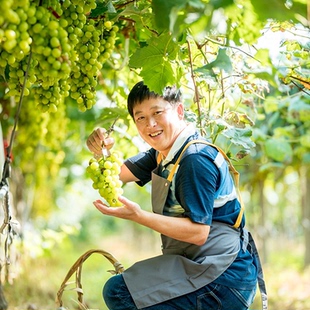 天狼 可栽家庭园艺可食用爬藤果苗 葡萄 阳台庭院耐寒耐热四季