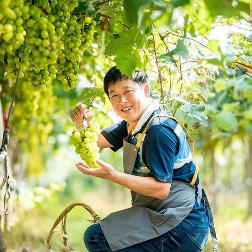 天狼 葡萄 阳台庭院耐寒耐热四季可栽家庭园艺可食用爬藤果苗