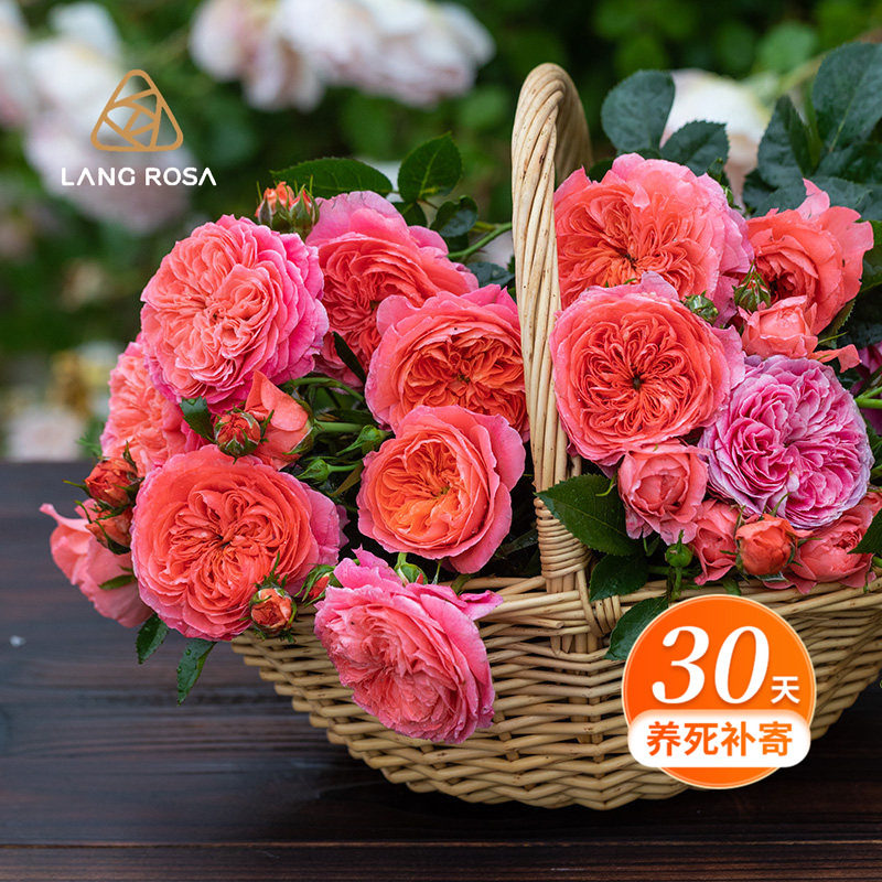 天狼月季红色系列花卉盆栽苗阳台庭院地栽多季开花好养玫瑰植物,鲜花速递/花卉仿真/绿植园艺,月季/蔷薇/玫瑰,淘宝优惠券,粉丝福利购,淘宝优惠卷