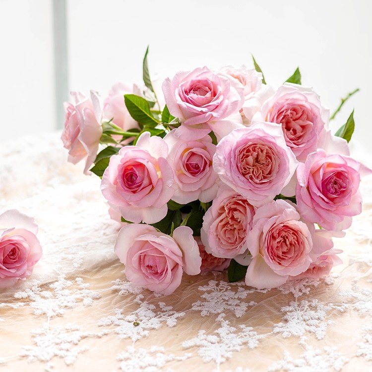 天狼月季粉黛庭院灌木盆栽新手推荐自育暑系列柔粉色大花玫瑰蔷薇,鲜花速递/花卉仿真/绿植园艺,月季/蔷薇/玫瑰,淘宝优惠券,粉丝福利购,淘宝优惠卷