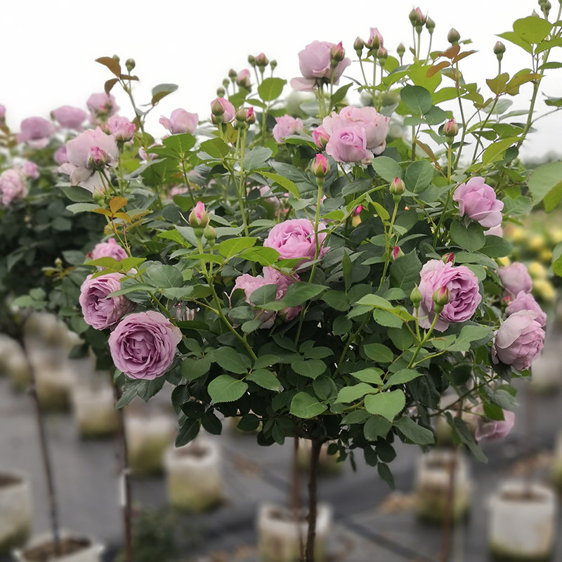天狼月季蓝色风暴露台灌木盆栽新手推荐长势强健淡紫色花量大玫瑰,鲜花速递/花卉仿真/绿植园艺,月季/蔷薇/玫瑰,淘宝优惠券,粉丝福利购,淘宝优惠卷