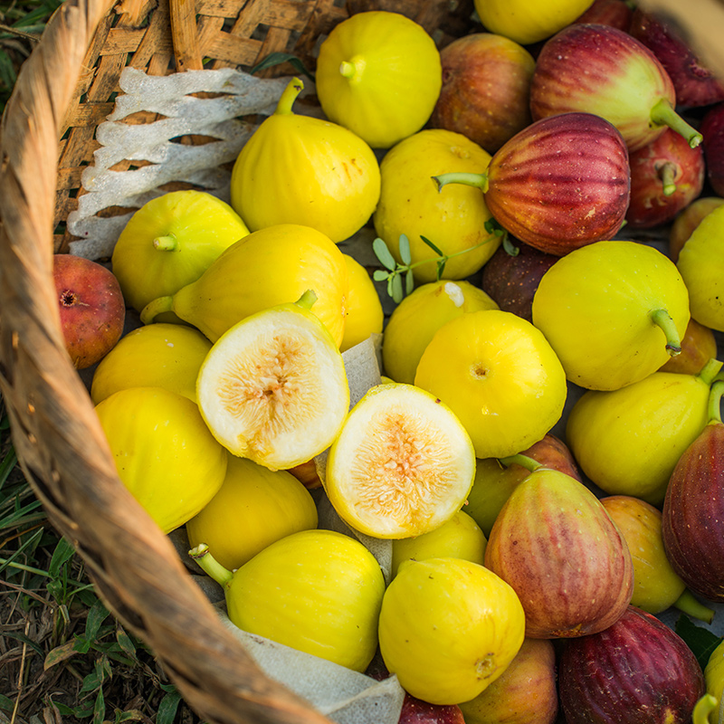 天狼无花果阳台庭院家庭四季种植可食用易养果树绿植盆栽地栽