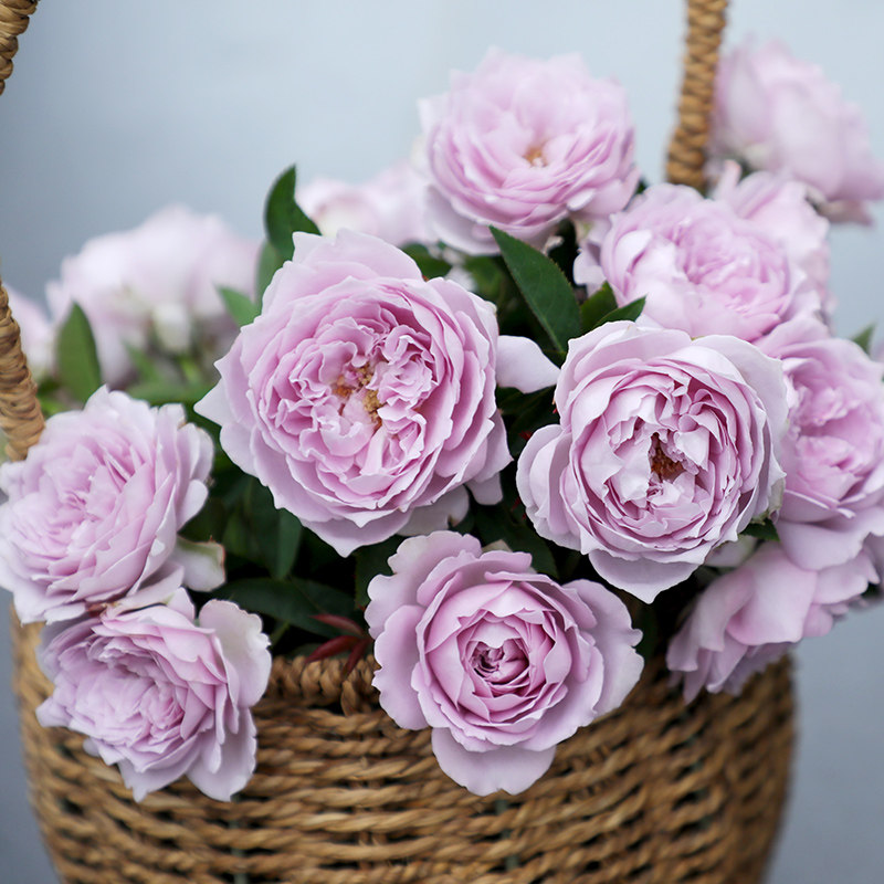 天狼月季0.8L小苗庭院花园观赏性花卉绿植盆栽新手推荐莫奈桃染,鲜花速递/花卉仿真/绿植园艺,月季/蔷薇/玫瑰,淘宝优惠券,粉丝福利购,淘宝优惠卷