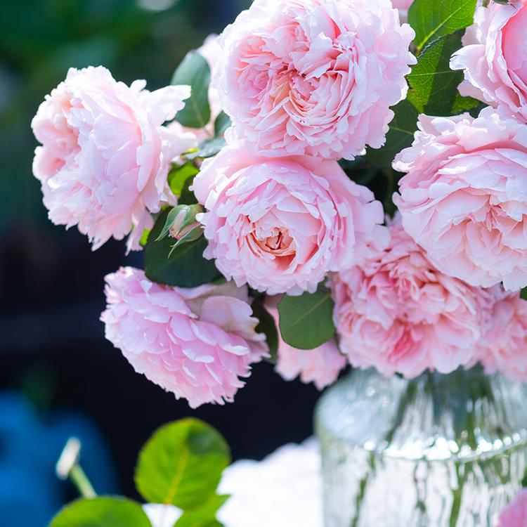 天狼月季妍姿楼顶开张直立灌木盆栽新手推荐家庭园艺观赏花卉绿植