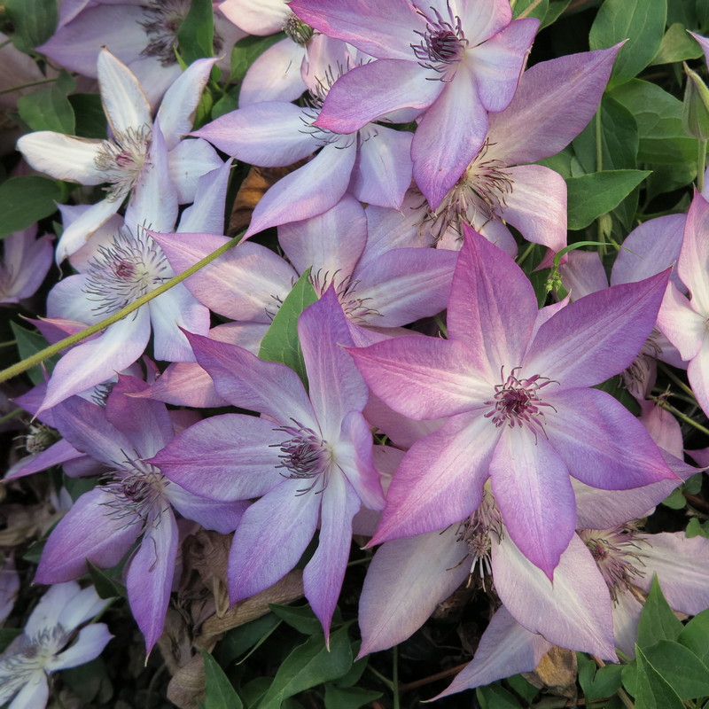 天狼铁线 线莲乌托 托邦盆栽花苗爬藤拱门大花花卉藤本皇后家庭园