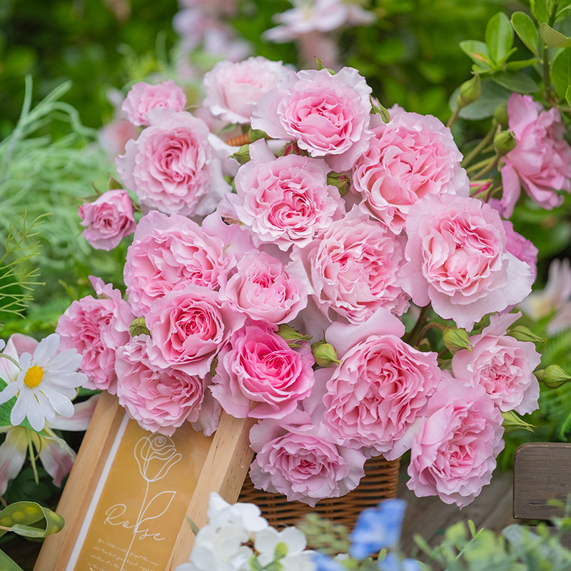 天狼月季1.2L庭院花园好养观赏性玫瑰植物花苗盆栽【官方专属】图片