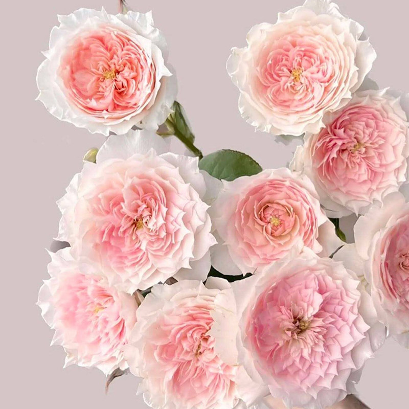 【直播福袋专享】莫妮卡戴维1.2升盆,鲜花速递/花卉仿真/绿植园艺,月季/蔷薇/玫瑰,淘宝优惠券,粉丝福利购,淘宝优惠卷