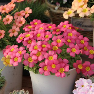 天狼酢浆草盆栽新手易养易爆盆多年生球根花卉丛生春秋懒人推荐