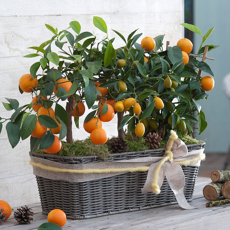 天狼柑桔类果树不知火砂糖桔等喜阳家庭园艺易养易种果树盆栽地栽