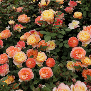 新手推荐 天狼月季 开花复色灌木月季 玫瑰多季 余晖国产自育月季