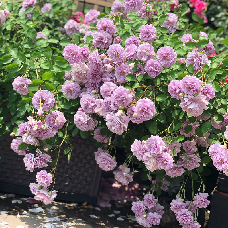 天狼月季蓝色阴雨开放阳台小型藤本盆栽新手推荐淡香丰花勤花玫瑰,鲜花速递/花卉仿真/绿植园艺,月季/蔷薇/玫瑰,淘宝优惠券,粉丝福利购,淘宝优惠卷