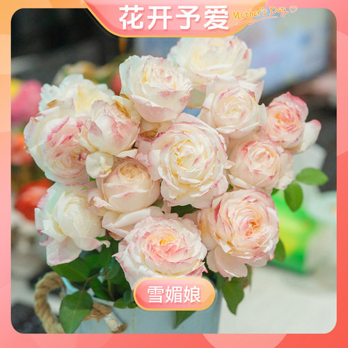 【雪媚娘】天狼月季2.5/2.8L自育多季大花直立切花【花开予爱】