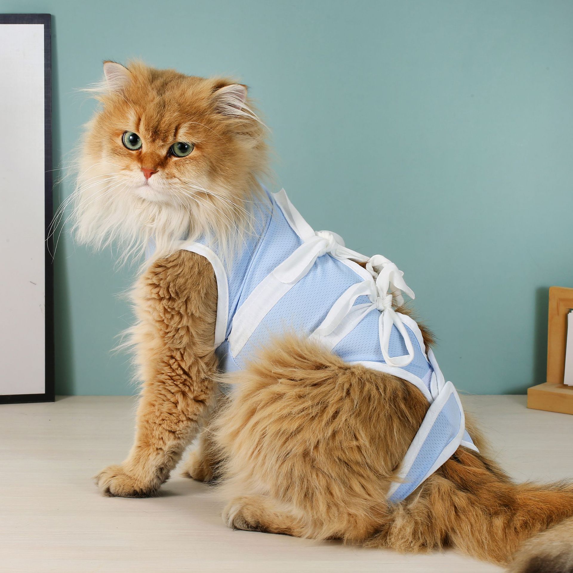 绝育服猫咪手术服宠物衣