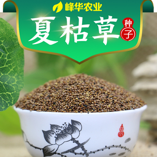 散装夏枯草种子新采药材白毛夏枯球种籽四季播种简单发芽率高包邮