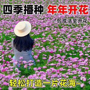 适合冬天种的花籽野花组合易种活花种籽子四季开花庭院室外种子