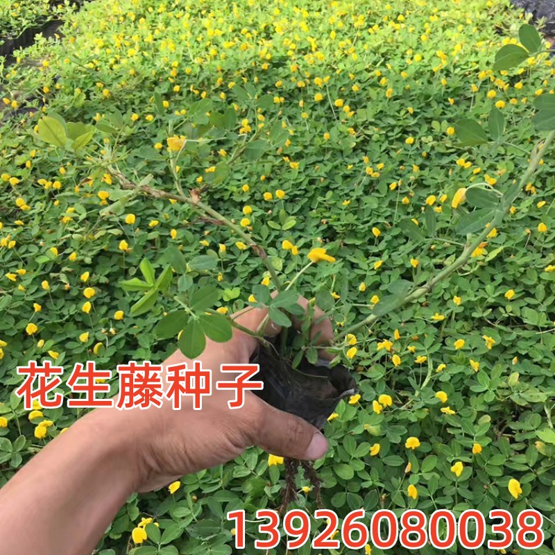 巴西花生藤种子工程绿化护坡草落