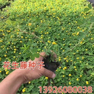 巴西花生藤种子工程绿化护坡草花草落地花生蔓花生草坪遍地黄金籽