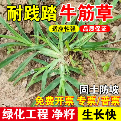 牛筋草四季常青多年生护坡固土草