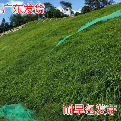 国产种子耐盐碱护坡
