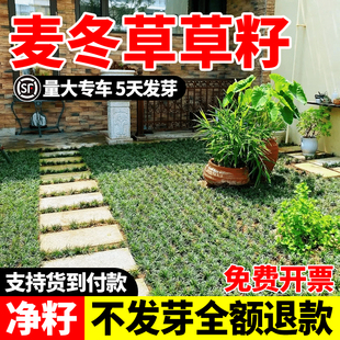 麦冬草草籽日本玉龙草种子四季青矮生细叶宽叶金边绿化庭院种籽孑