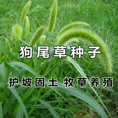 牧草旱地常见观赏型绿化狗尾草