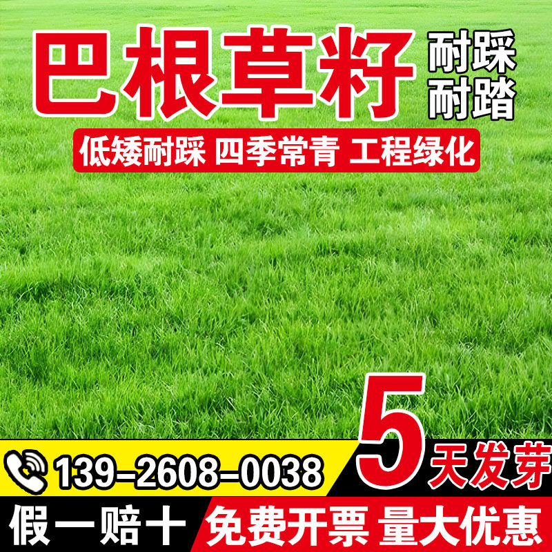 巴根草籽多年生四季常青耐热耐旱耐践踏护坡固土绿化草坪种子