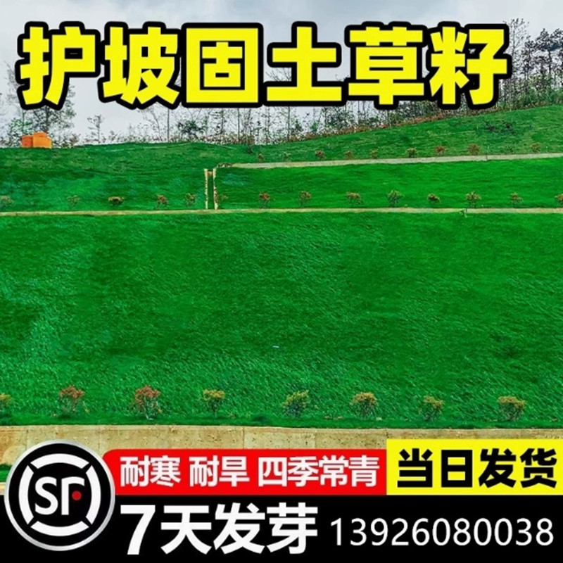 草坪草籽四季常青免修剪狗牙根护坡绿化草坪种子草皮狗牙根草种籽