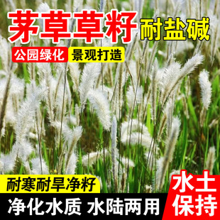茅草草籽茅柴根草籽白毛菅绿化杂草种籽孑苇状羊茅四季播种