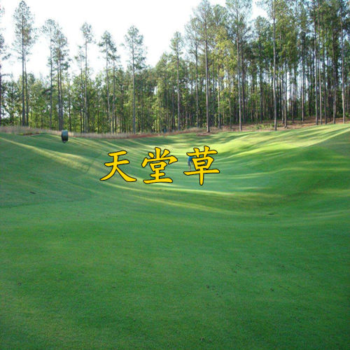 正宗天堂护坡草植株低矮种子