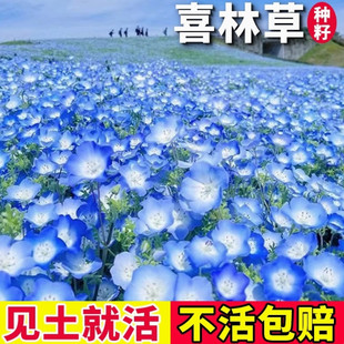 喜林草种子易活粉蝶花籽庭院花镜阳台室外盆栽秋播搭配冰岛虞美人