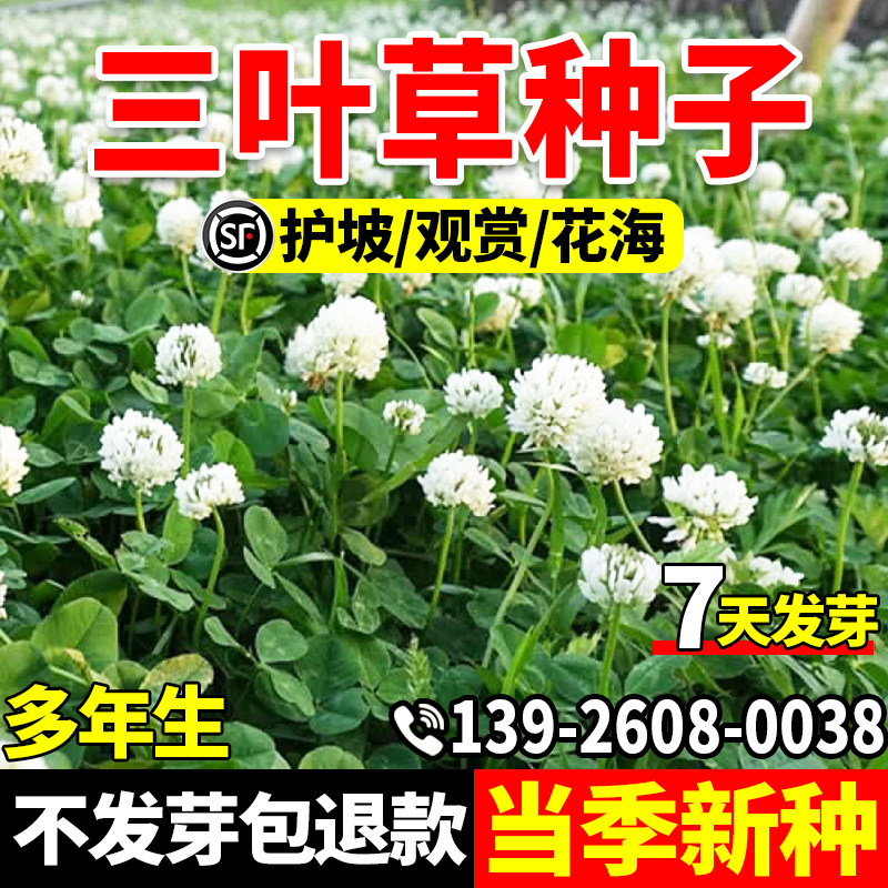 三叶草草籽花种子四季常青小区景区绿化工程生态复绿草籽植物包邮