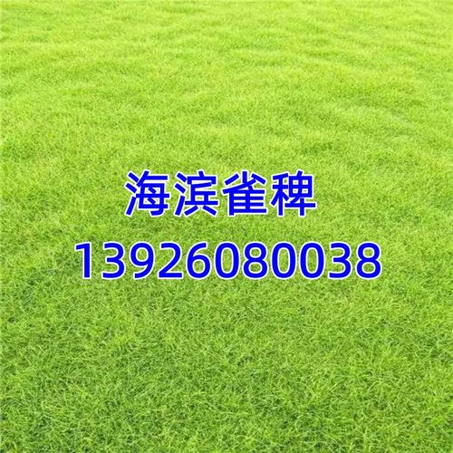 海滨雀稗种子草籽四季青草坪