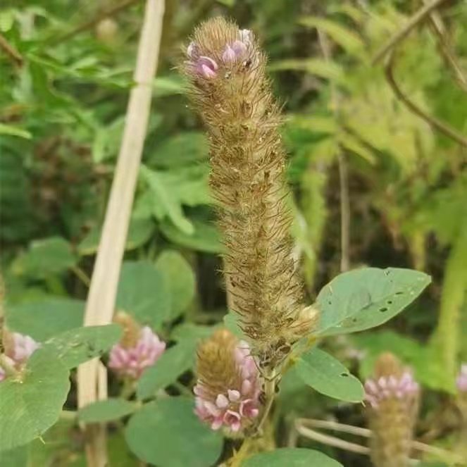 广西大山狸尾草狸尾豆羊咩香草药种子煲番薯山地自然生长生