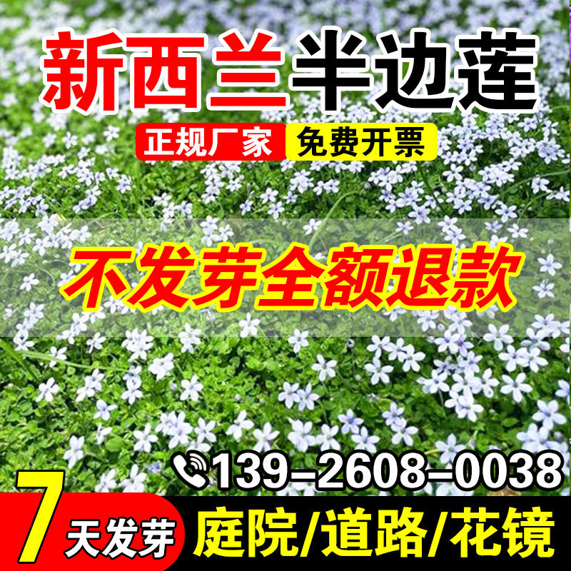 新西兰半边莲庭院绿化耐寒耐旱多年生四季常绿草坪开花宿根