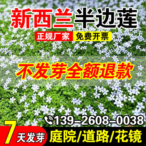 新西兰半边莲庭院绿化耐寒耐旱