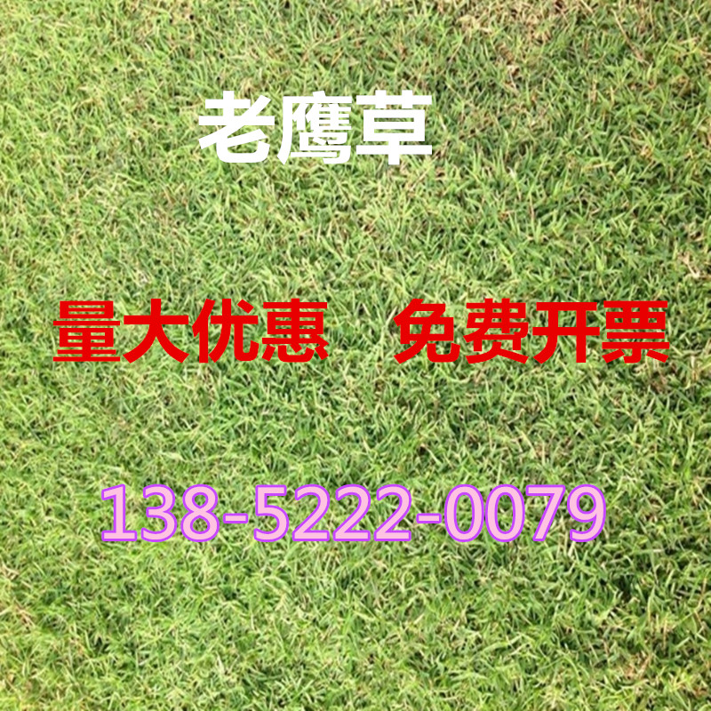 草坪种子耐寒耐旱四季常青