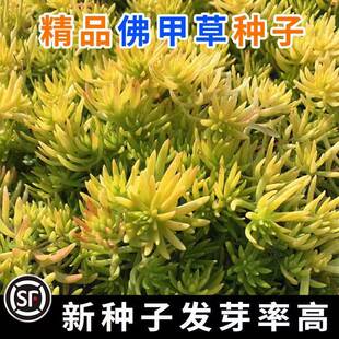 佛甲草种子 佛甲草草籽 草坪种子楼顶屋顶绿化 耐热耐寒四季种籽