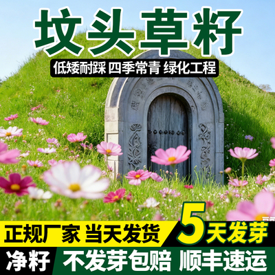 坟头草籽响铃草籽长镰草籽坟地清明草籽多年生坟头绿化多年生草籽