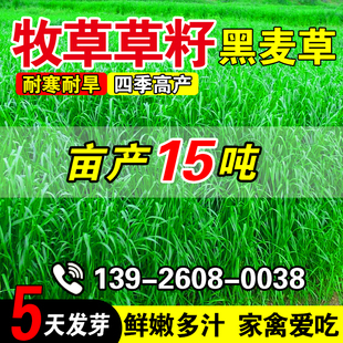 牧草草籽专用草种高丹草籽四季牧草鱼草种籽玉米种植高粱