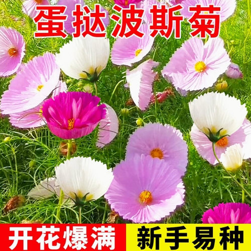 蛋挞波斯菊花种籽子四季播开庭院