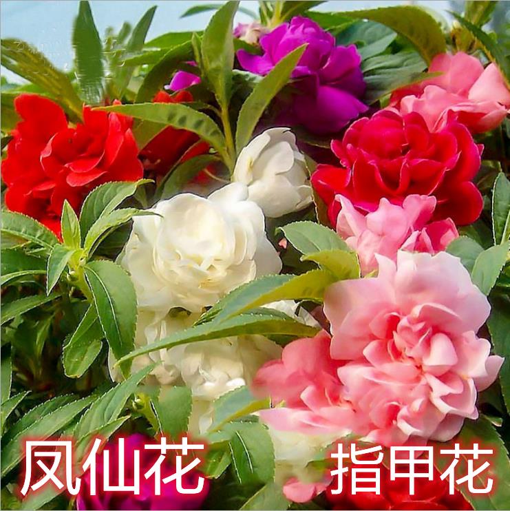 非洲重瓣凤仙花种籽盆栽七彩指甲草指甲花四季开花室外易活花种子