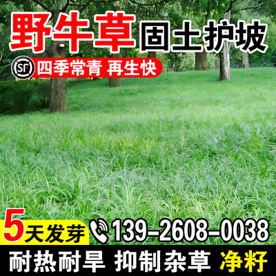 野牛草四季常青多年生青饲牧草种籽耐寒耐旱护坡固土草坪种子