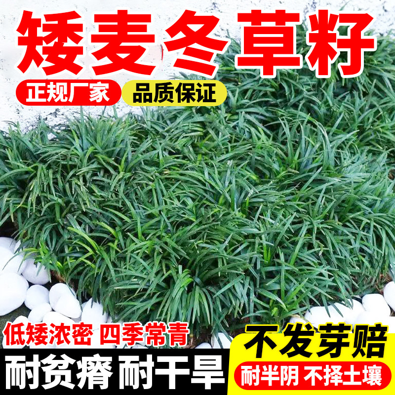 麦冬草草籽玉龙草种子四季青矮生细叶宽叶金边绿化庭院种籽子植物图片