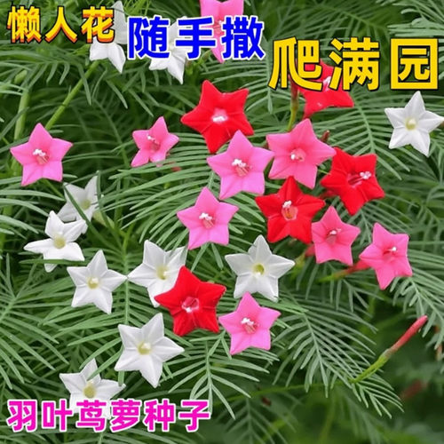 红五星羽叶茑萝种子庭院爬藤植物花卉种子花籽四季种阳台春播易种 - 封面