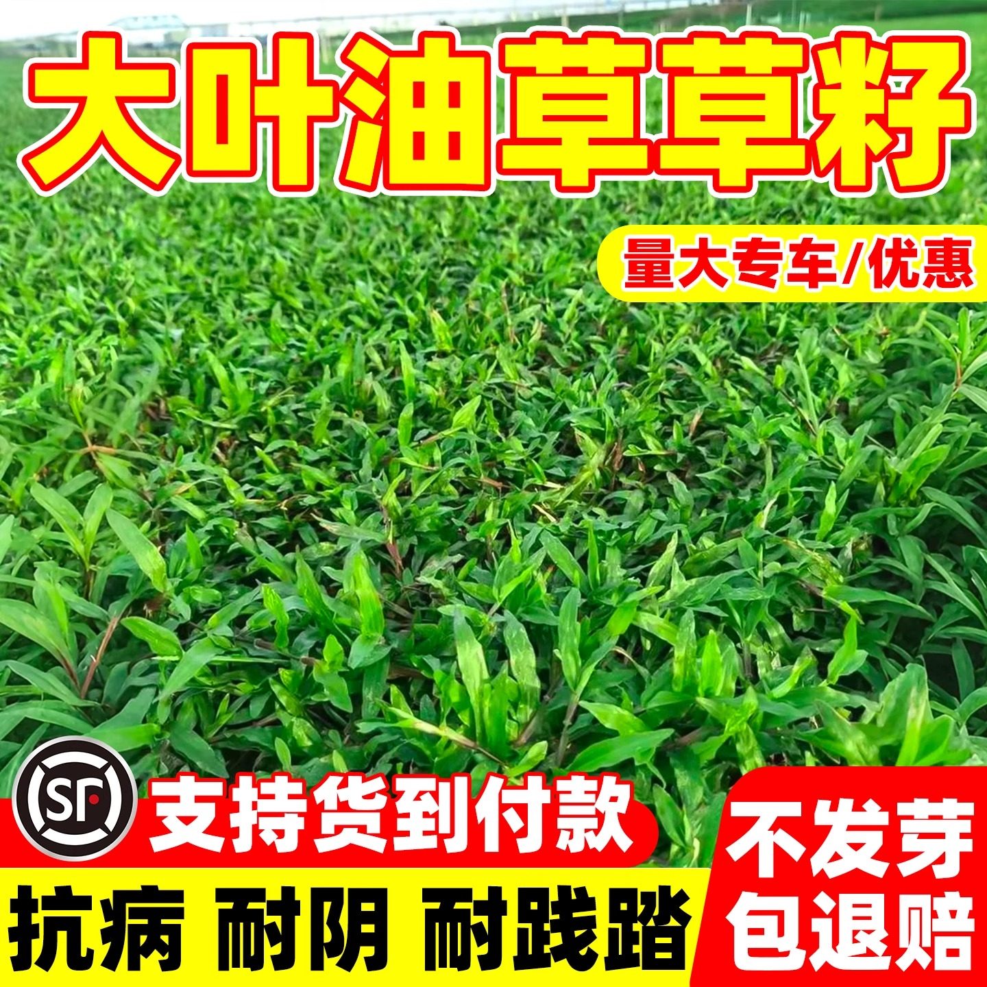 奈维雅大叶油草四季草坪种子抗旱