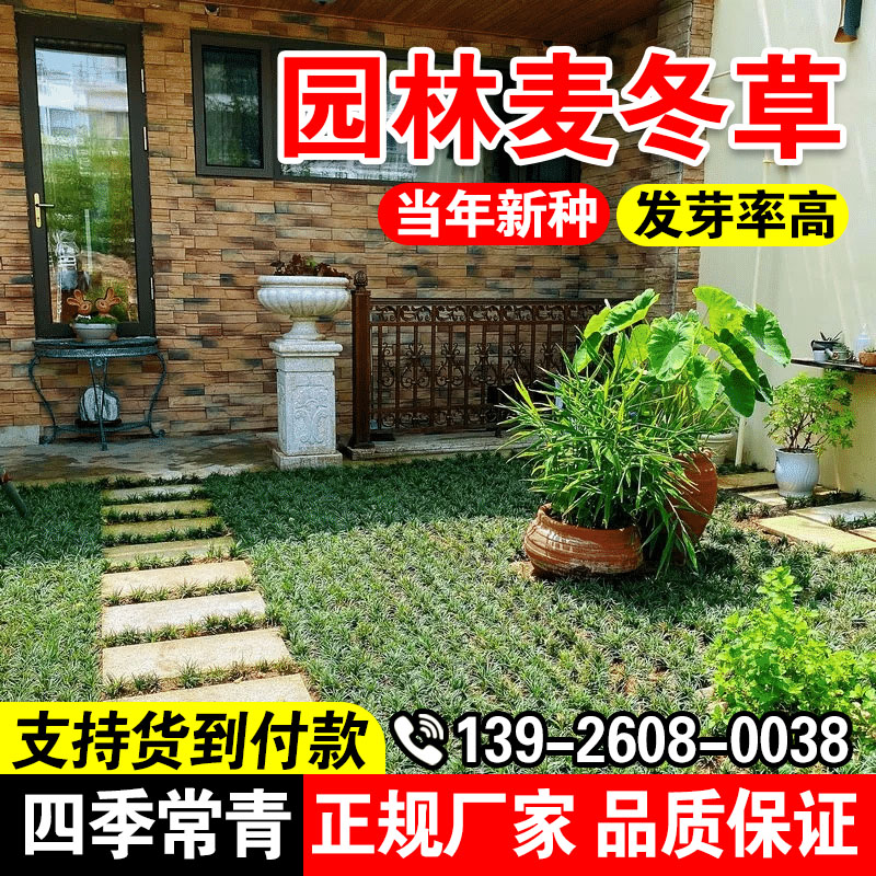 日本矮麦冬草种籽庭院绿化种子